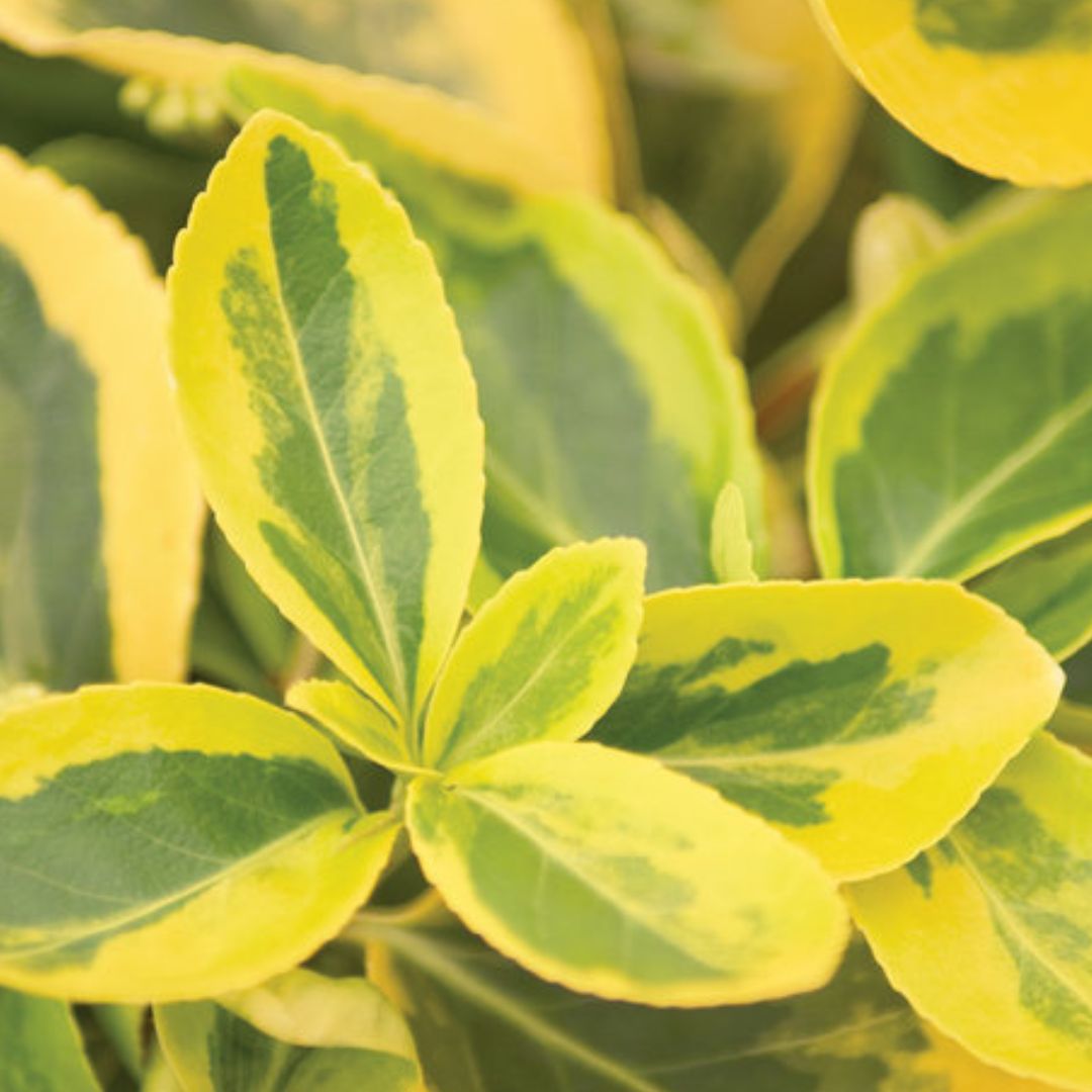 Gold Splash Euonymus (Wintercreeper) - America's Gardens Nursery