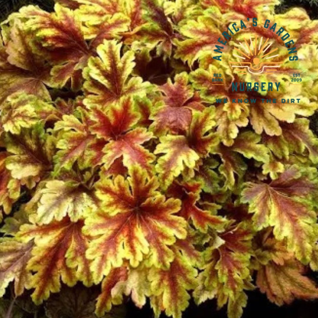 Gold Zebra Heucherella - America's Gardens Nursery