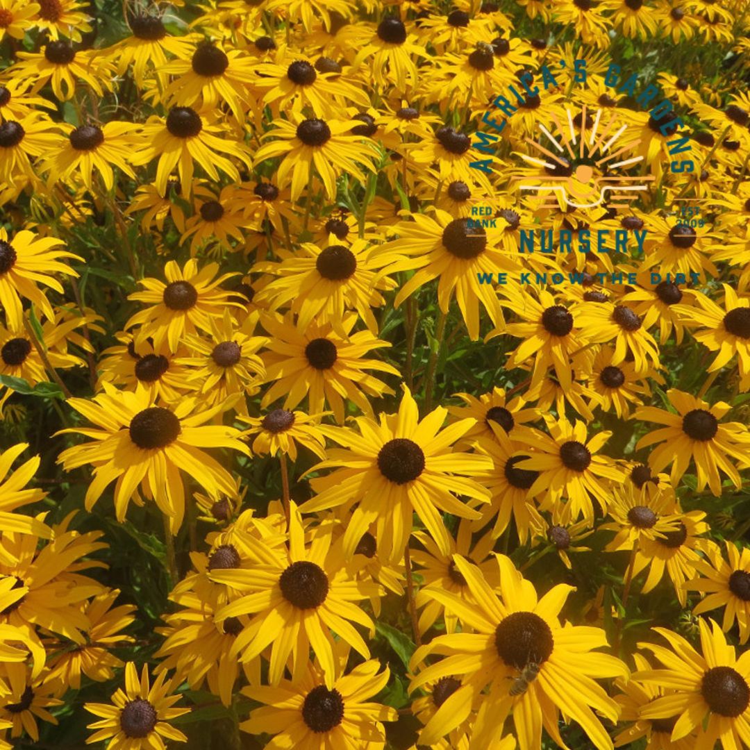 Goldblitz Black Eyed Susan Rudbeckia - America's Gardens Nursery