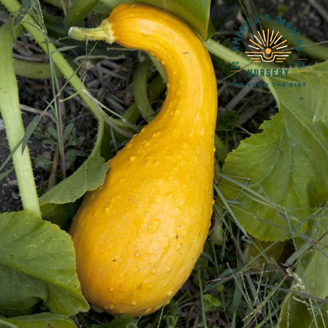 Golden Summer Crookneck Squash - America's Gardens Nursery