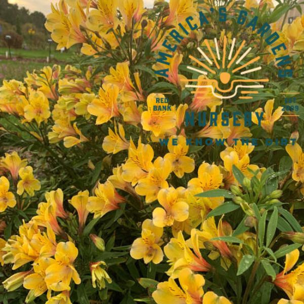 Golden Tiara Peruvian Lily - America's Gardens Nursery