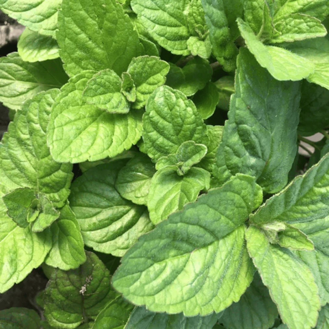 Grapefruit Mint Plant - America's Gardens Nursery