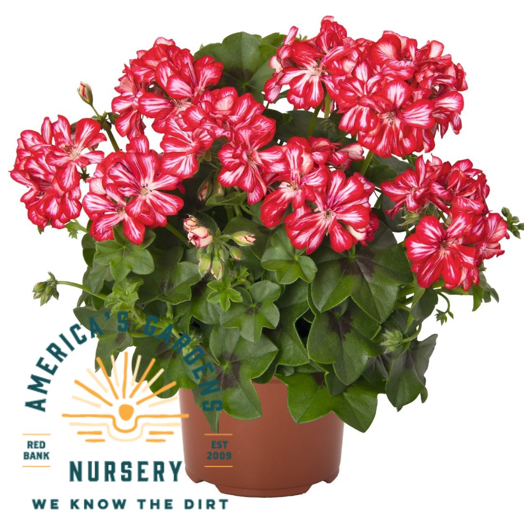 Great Balls of Fire Stars & Stripes Ivy Geranium - America's Gardens Nursery
