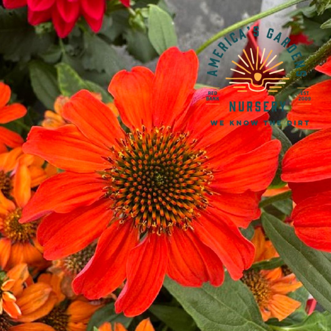 Guatamala Papaya Echinacea (Cone Flower) - America's Gardens Nursery