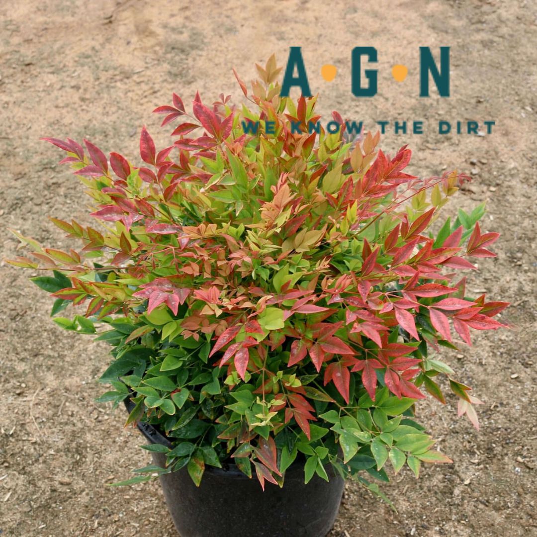 Gulf Stream (Compact Heavenly Bamboo) Nandina - America's Gardens Nursery