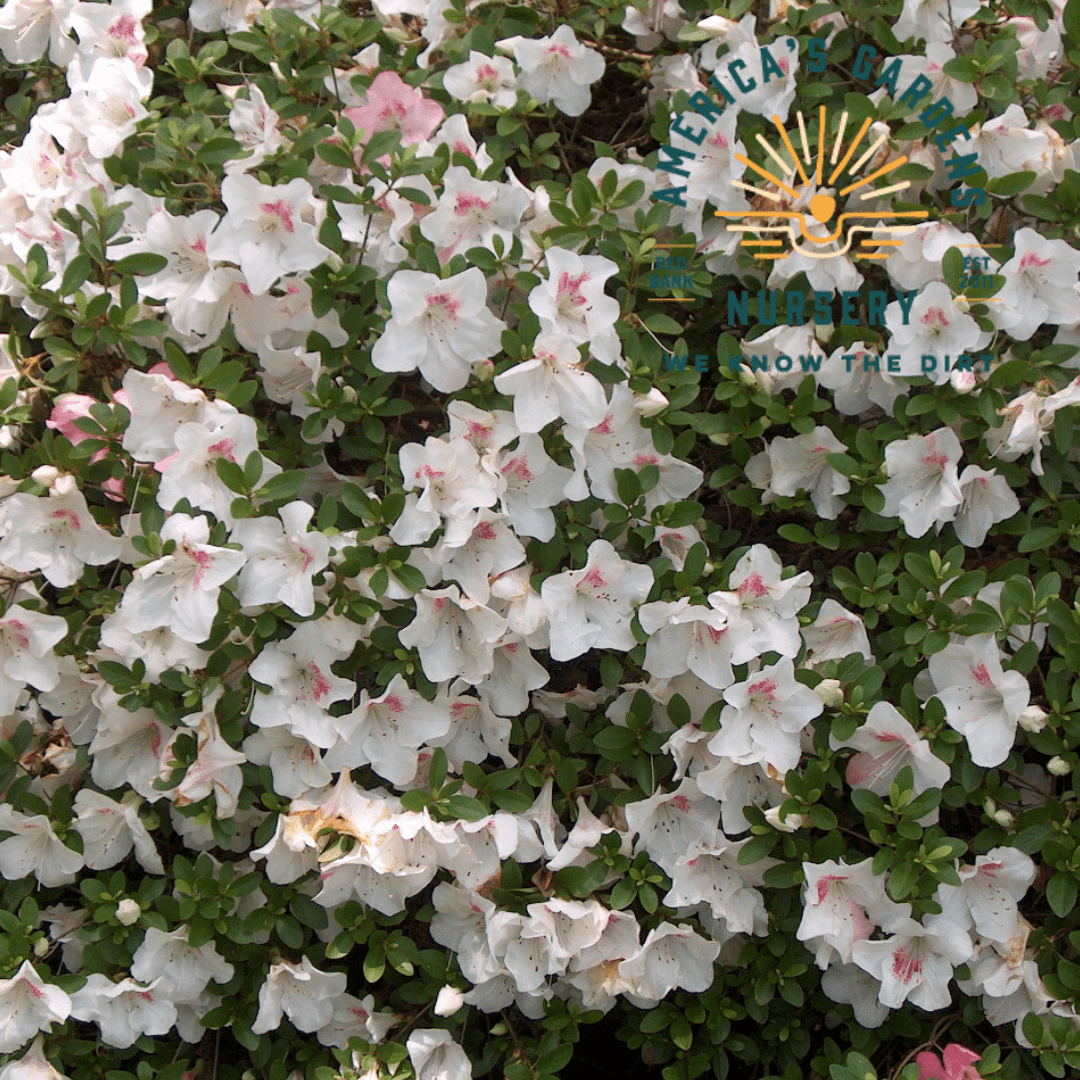 Gyokushin Azalea - America's Gardens Nursery