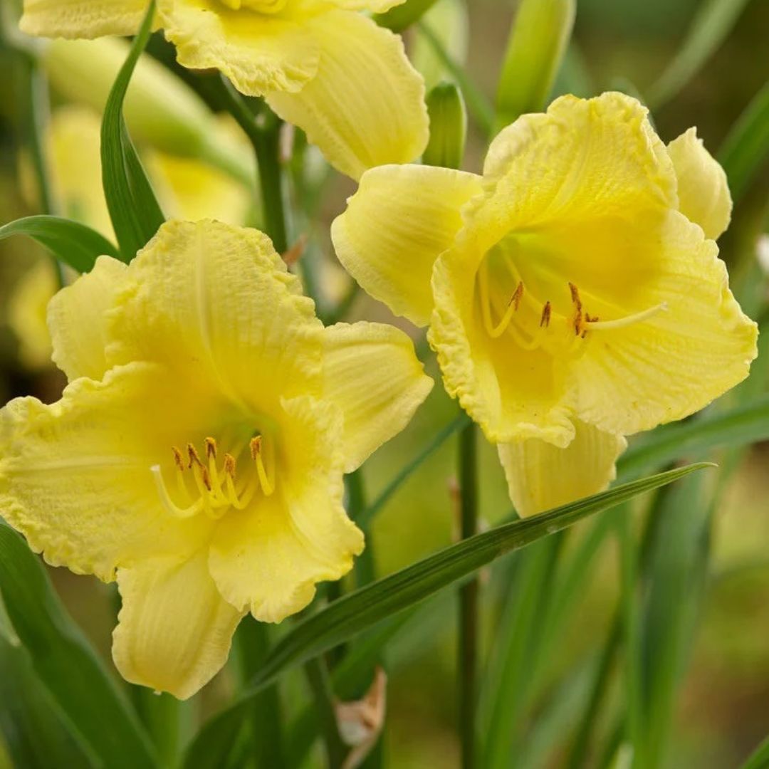 Happy Returns Re - Blooming Daylily Plant - America's Gardens Nursery