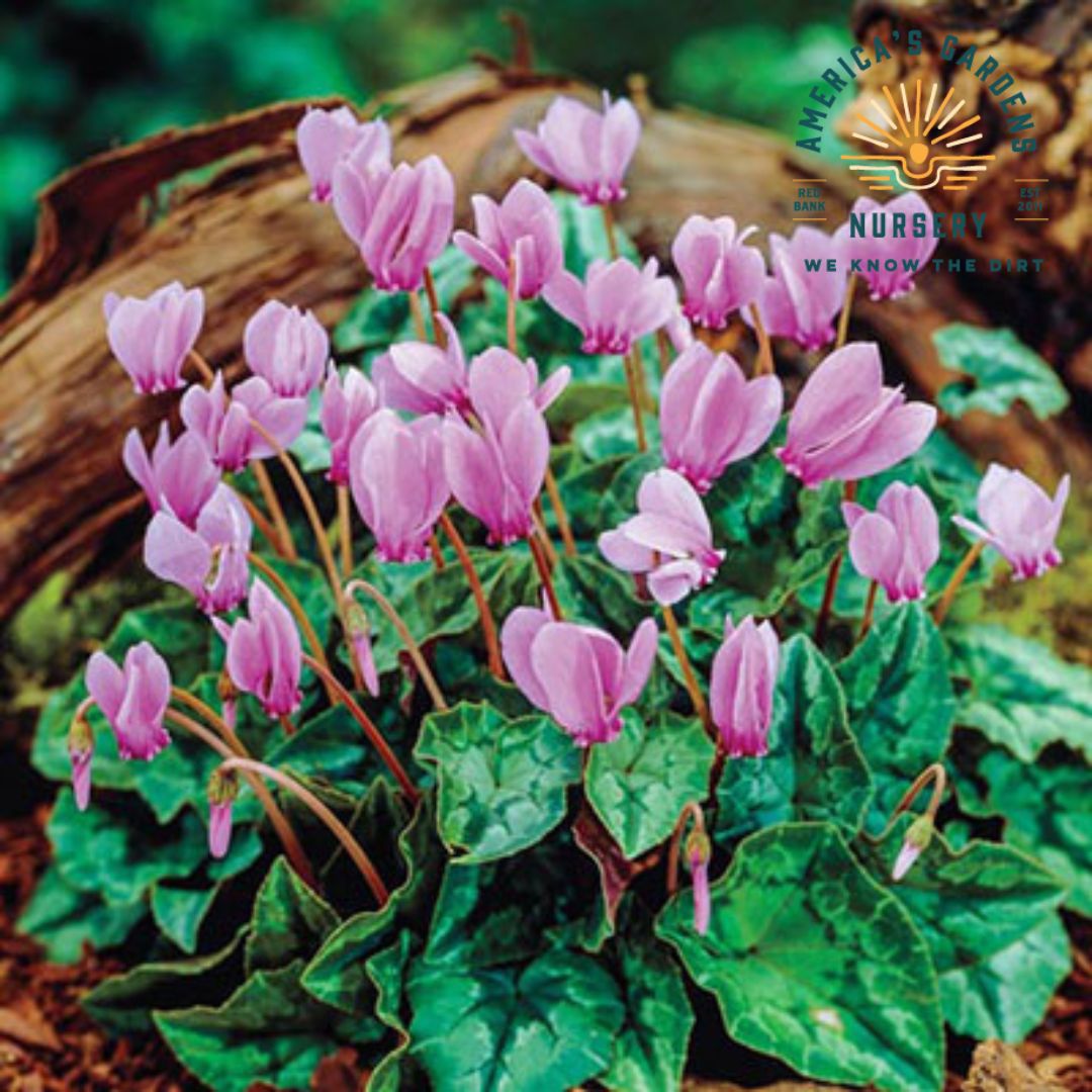 Hardy Fall Blooming Cyclamen (Cyclamen hederifolium) - America's Gardens Nursery