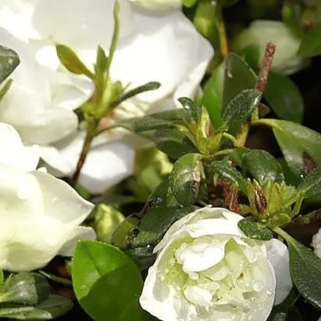 Hardy Gardenia Azalea - America's Gardens Nursery