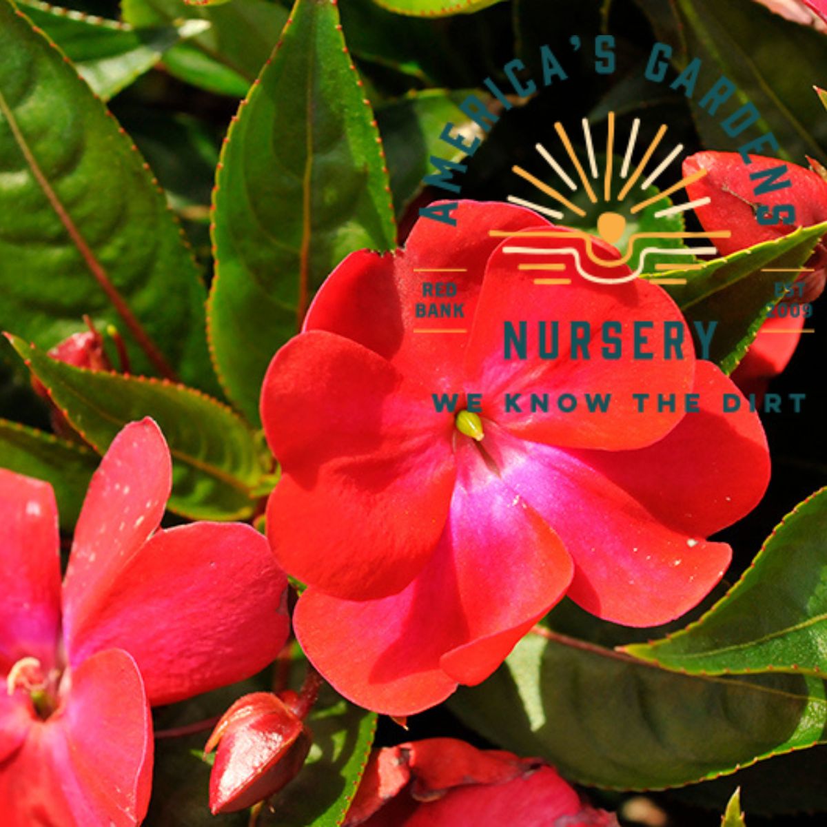 Harmony New Guinea Colorfall Impatiens - America's Gardens Nursery