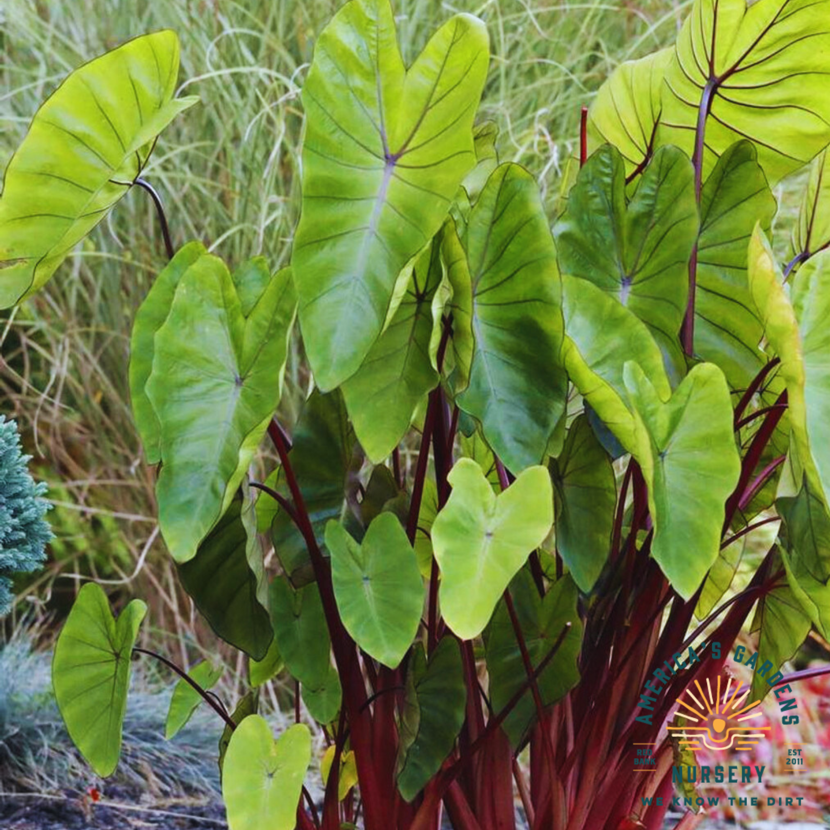 Hawaiian Punch, Colocasia - America's Gardens Nursery