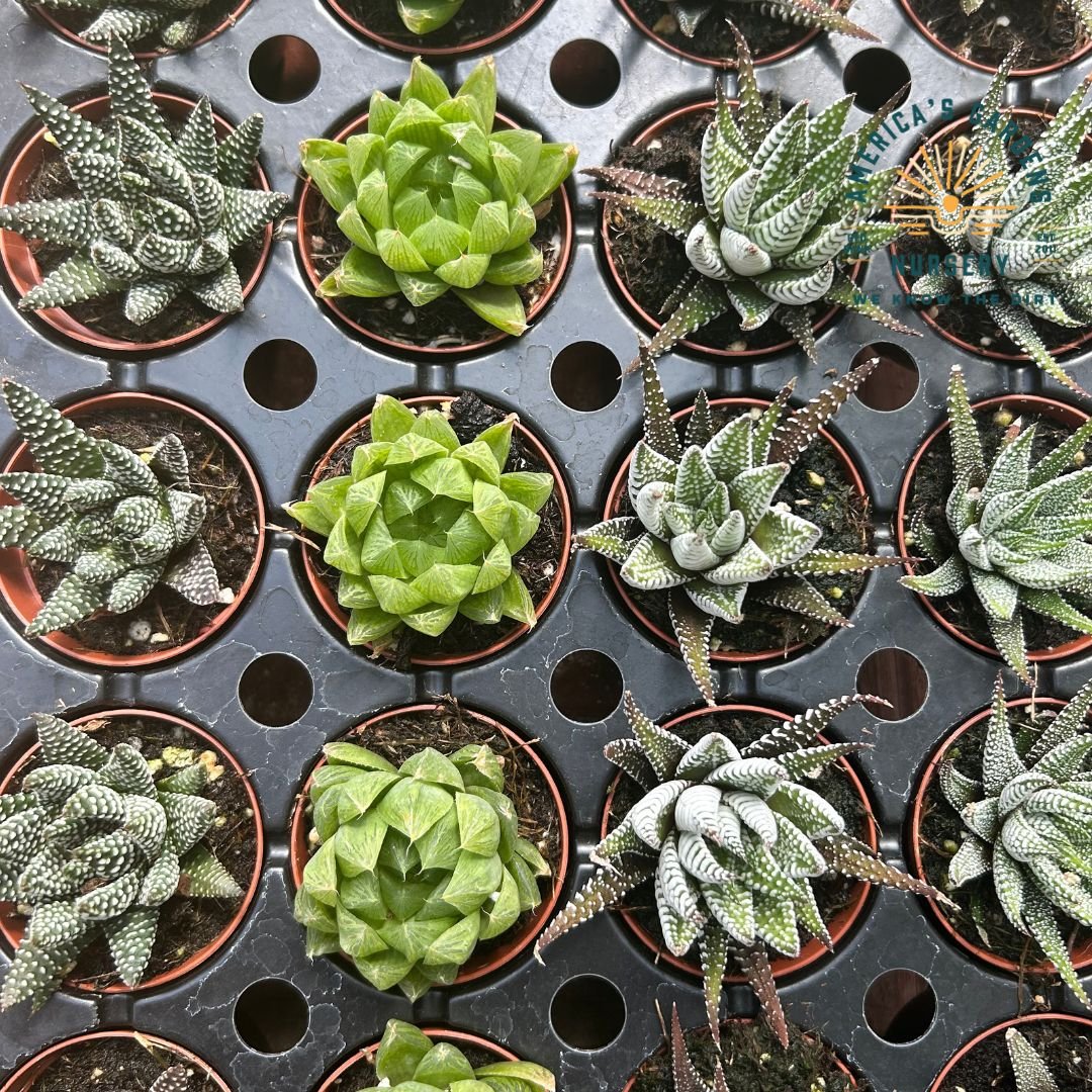 Haworthia Assorted - America's Gardens Nursery