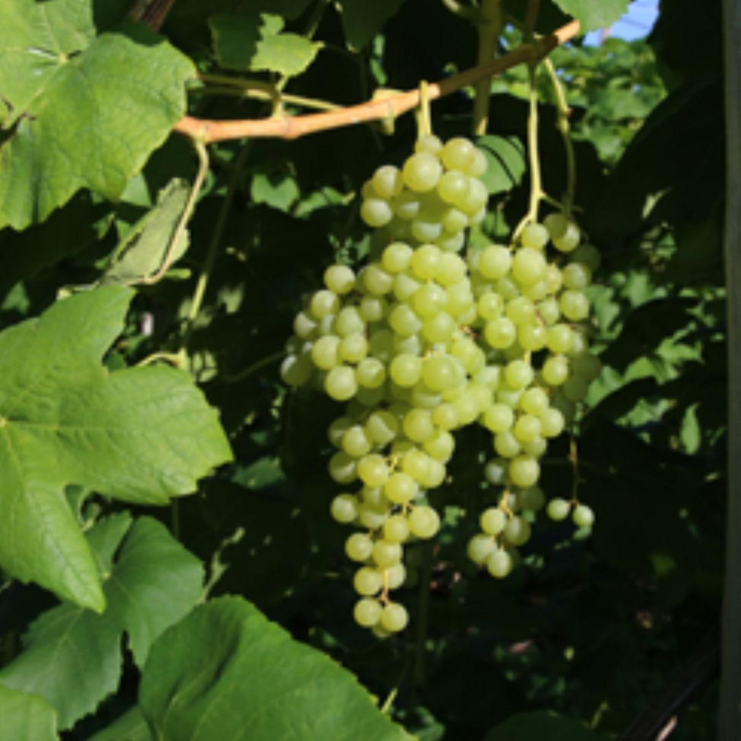 Himrod Seedless Grape Vine - America's Gardens Nursery