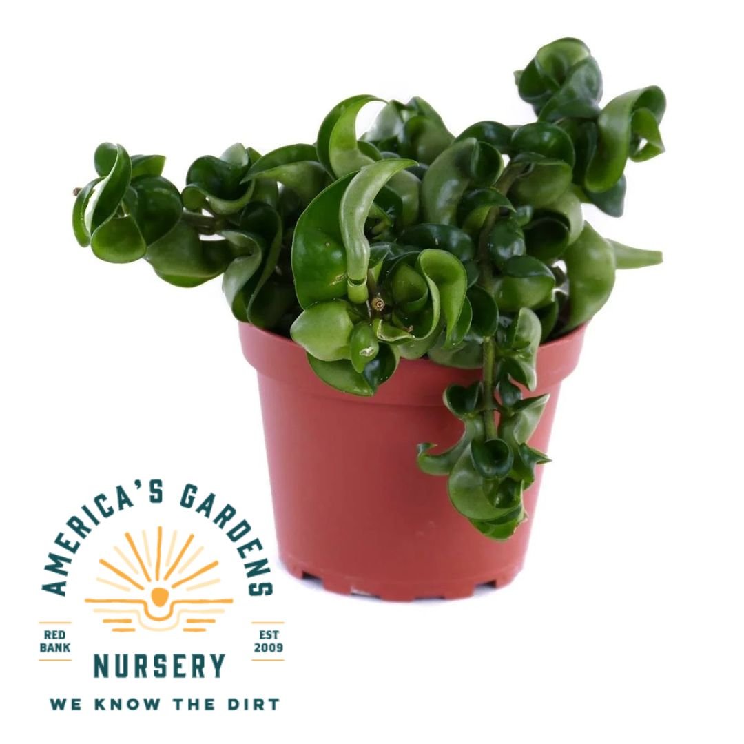 Hindu Rope Compacta Hoya - America's Gardens Nursery
