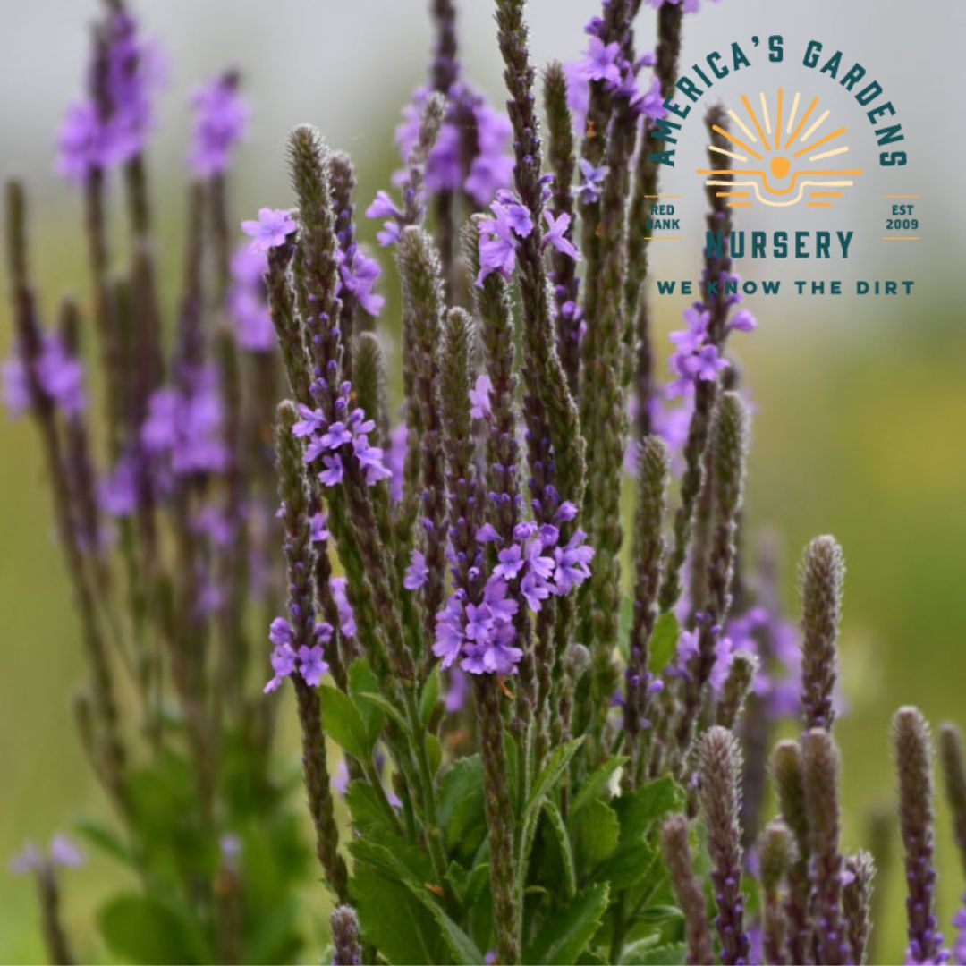 Hoary Vervain (Verbena) - America's Gardens Nursery