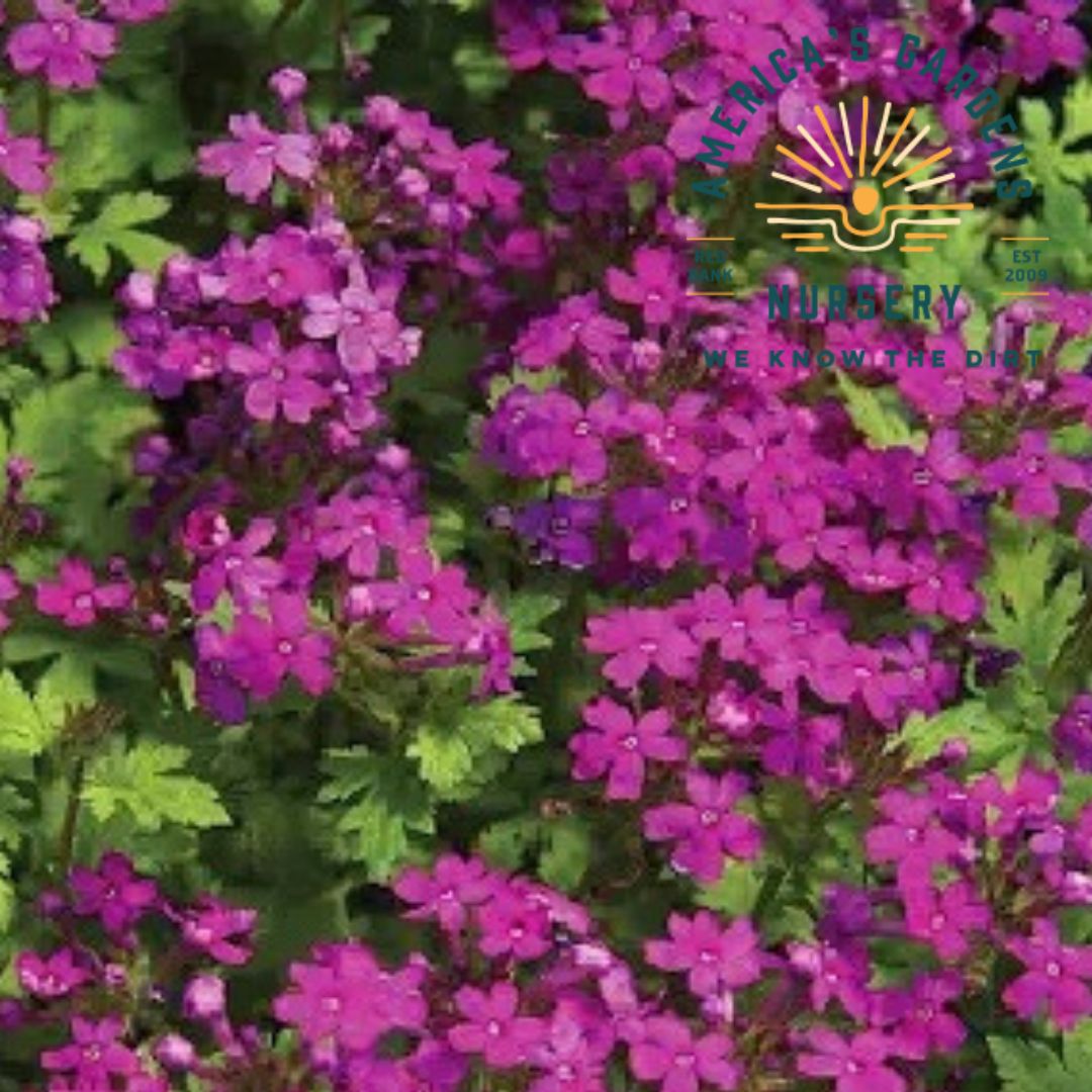 Homestead Verbena - America's Gardens Nursery