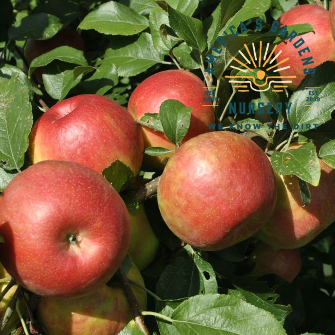 Honeycrisp Apple Tree - America's Gardens Nursery