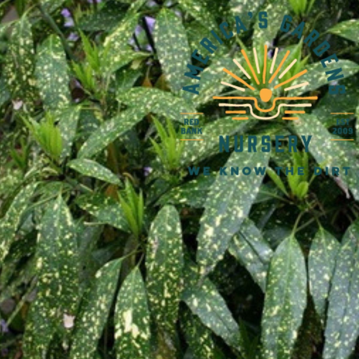 Hosaba Hoshifu Aucuba - America's Gardens Nursery