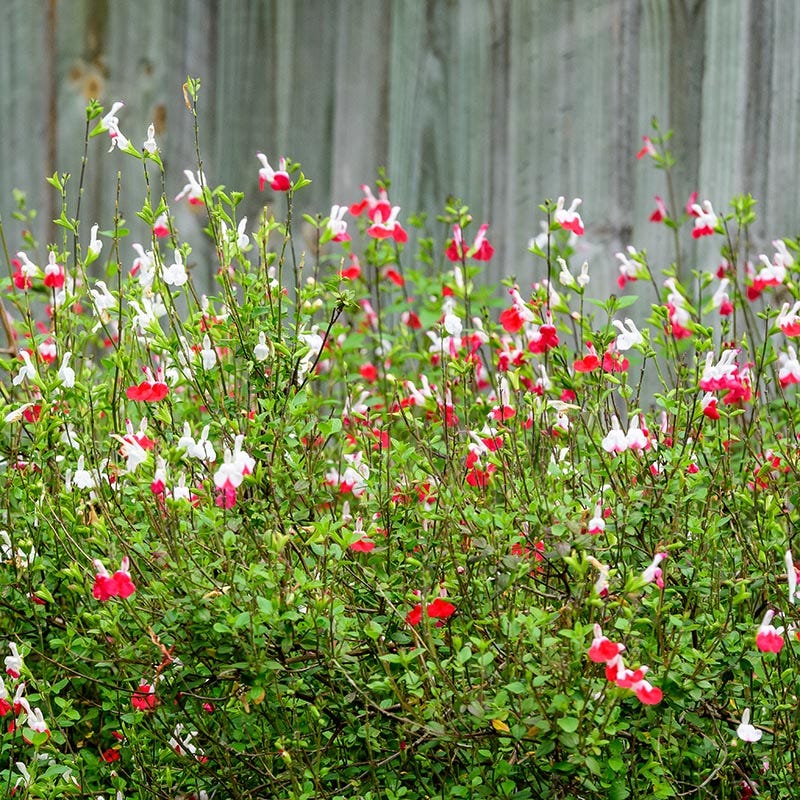 Hot Lips Salvia - America's Gardens Nursery