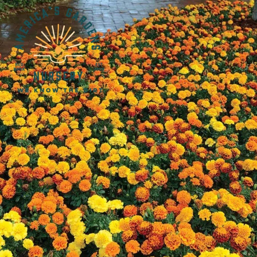 Hot Pak Mix French Marigolds - America's Gardens Nursery