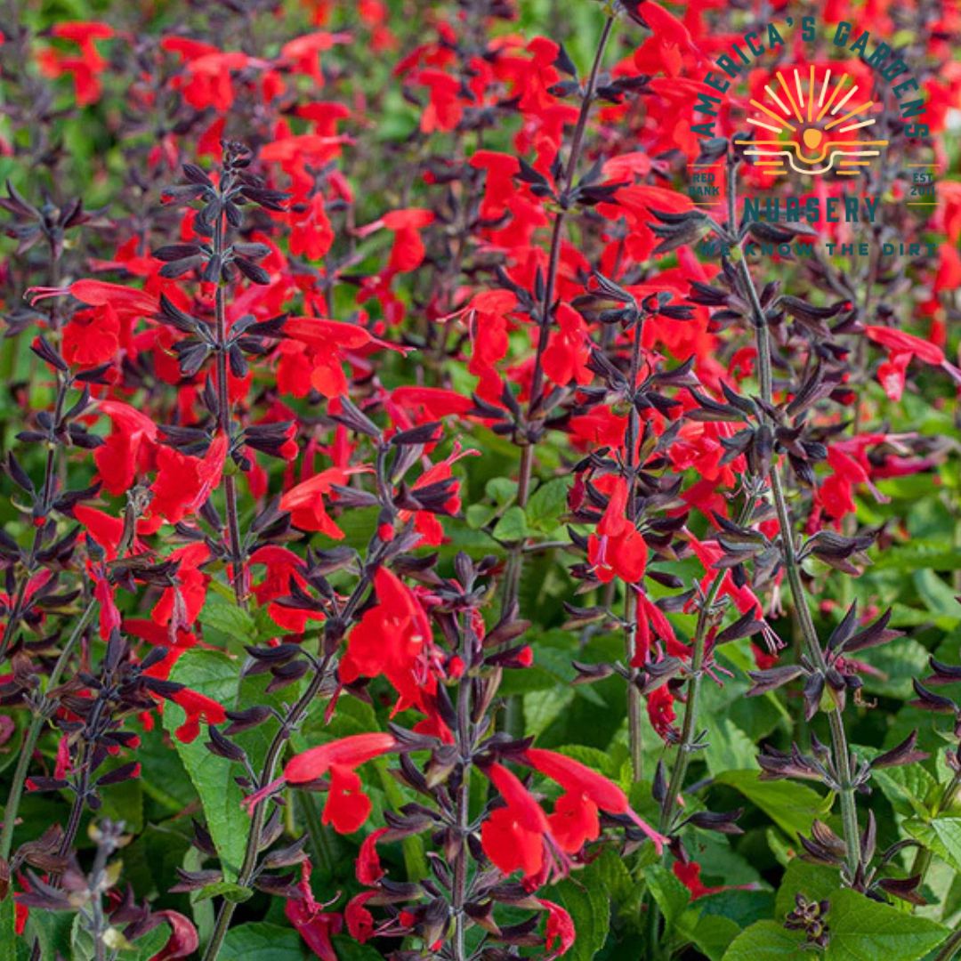 Hummingbird Forest Fire Salvia - America's Gardens Nursery