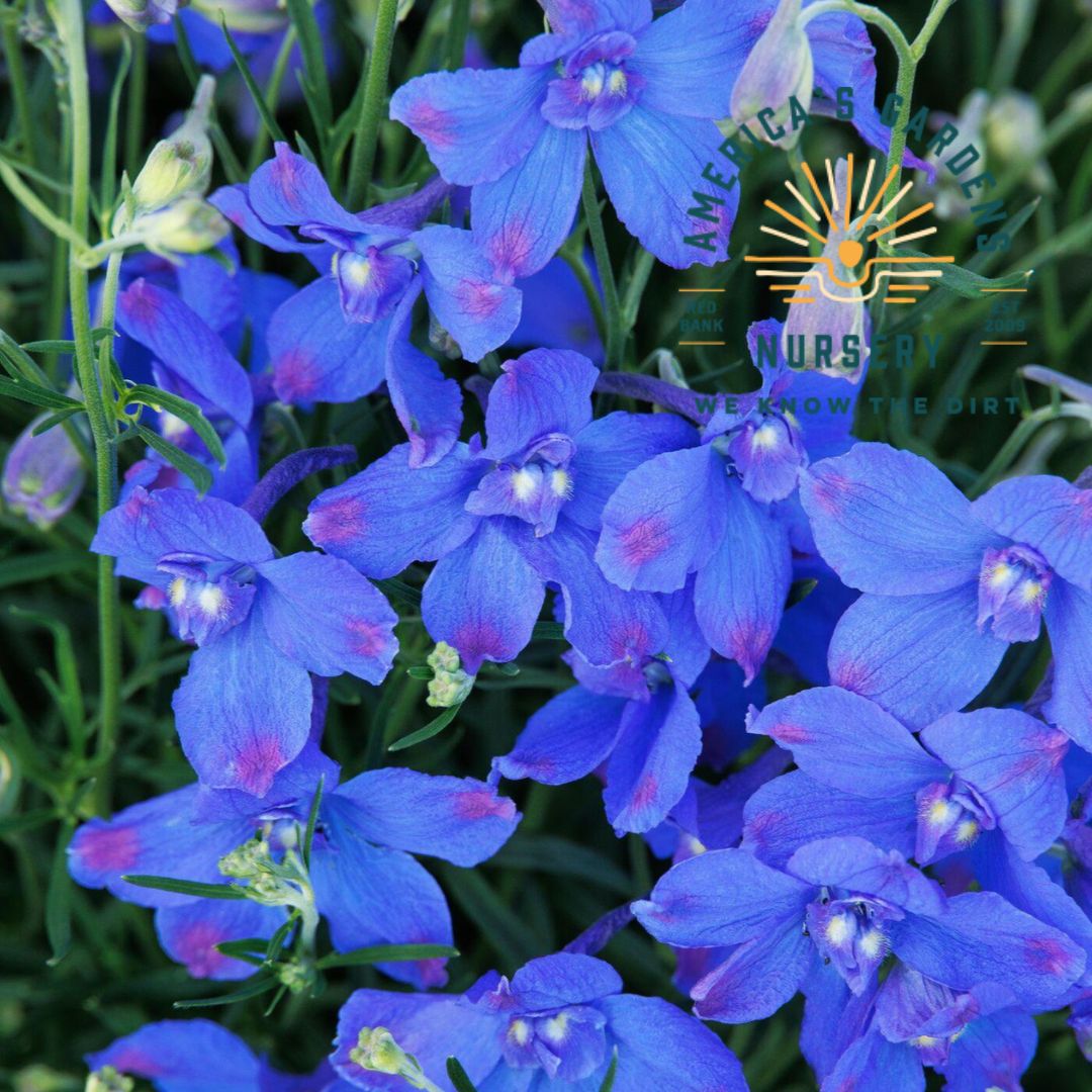 Hunky Dory Sky Blue Delphinium - America's Gardens Nursery