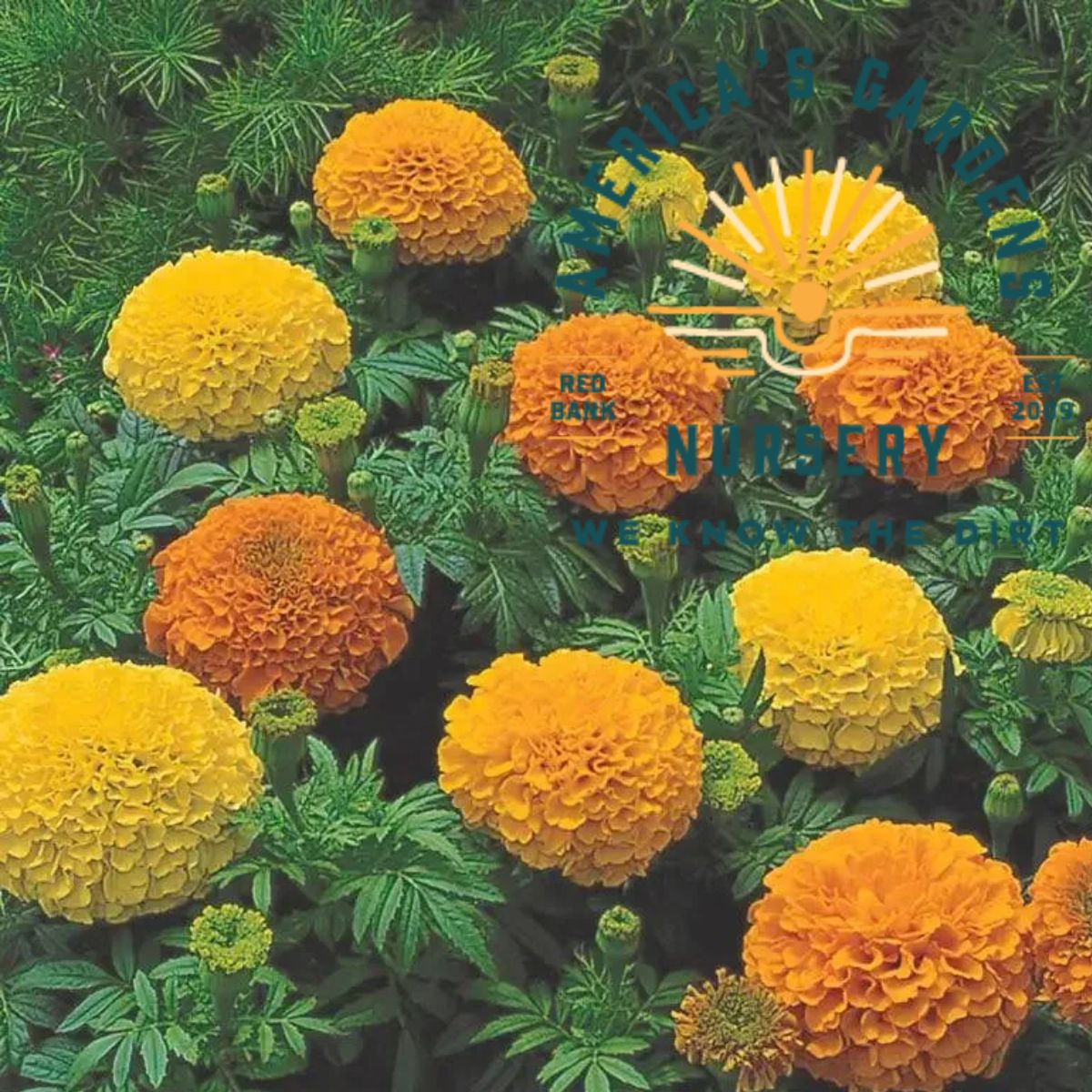 Inca II Mix Marigolds - America's Gardens Nursery