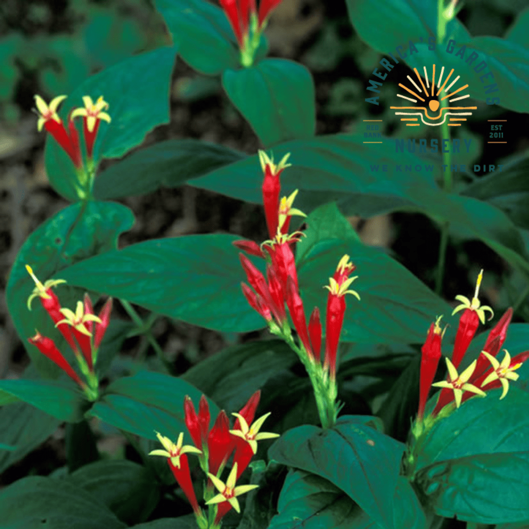 Indian Pink Plant - America's Gardens Nursery