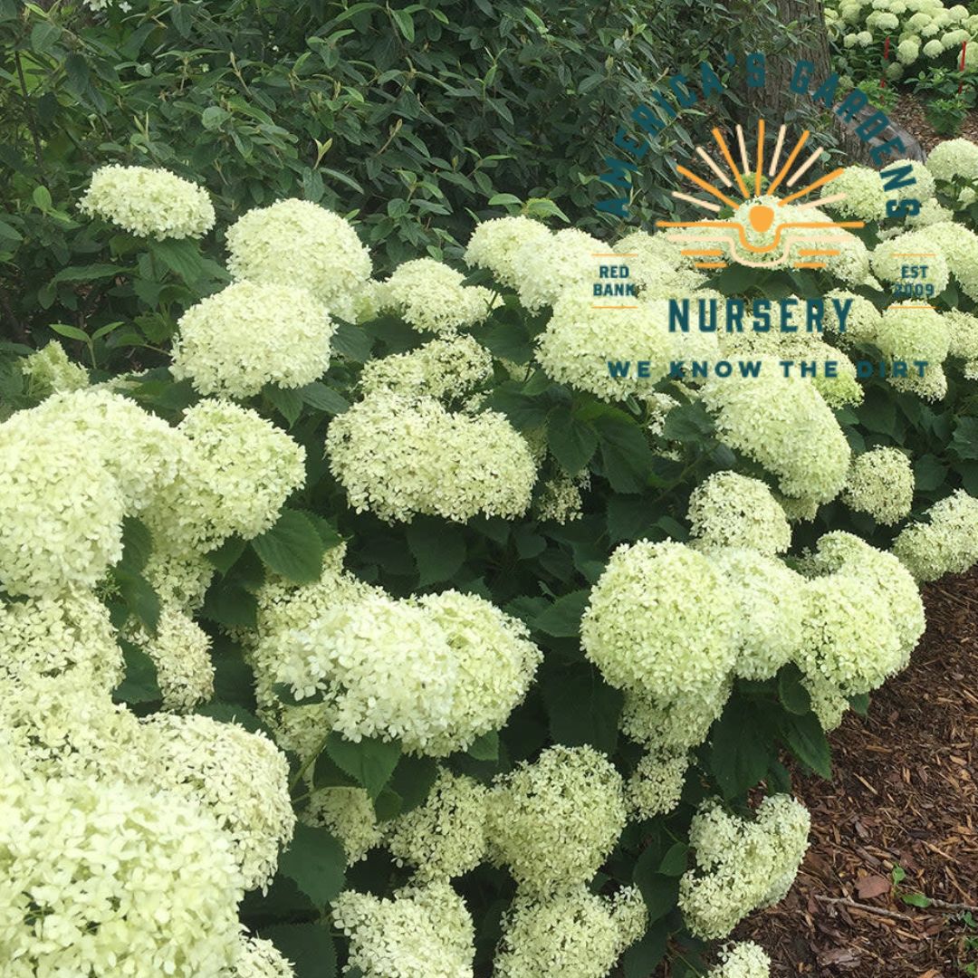 Invincibelle Limetta Hydrangea - America's Gardens Nursery