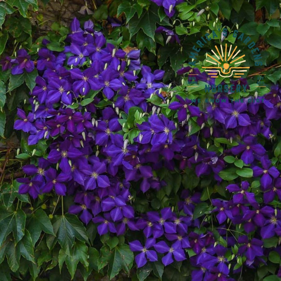 Jackmanii Clematis - America's Gardens Nursery