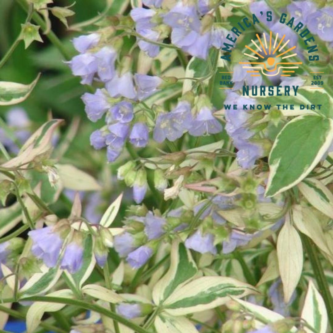 Jacob's Ladder - America's Gardens Nursery