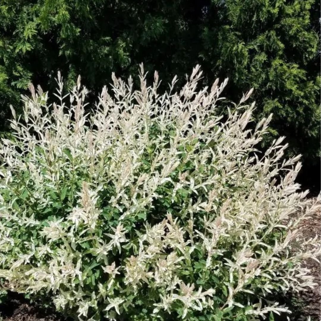 Japanese Dappled/Variegated Willow - America's Gardens Nursery