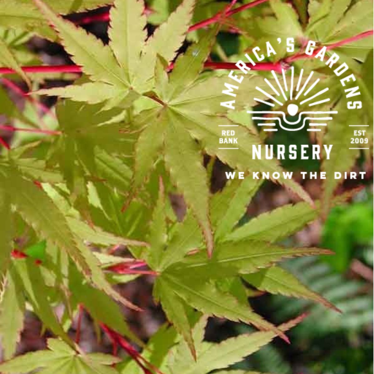 Japanese Sunrise Japanese Maple Tree - America's Gardens Nursery