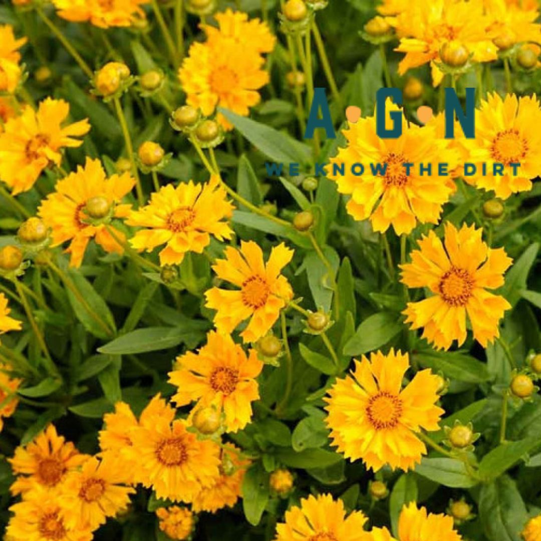 Jethro Tull Coreopsis - America's Gardens Nursery