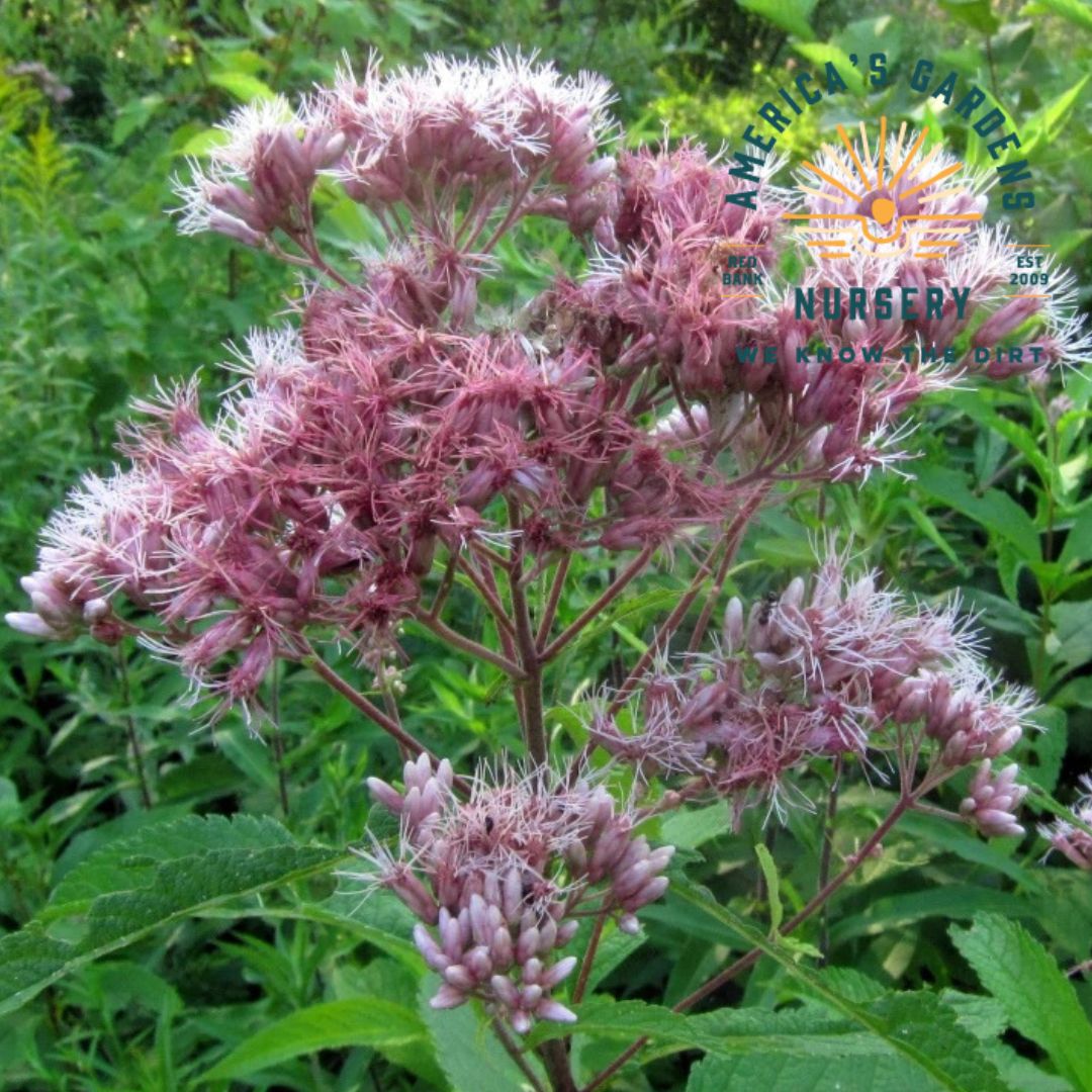 Joe Pye Weed - America's Gardens Nursery