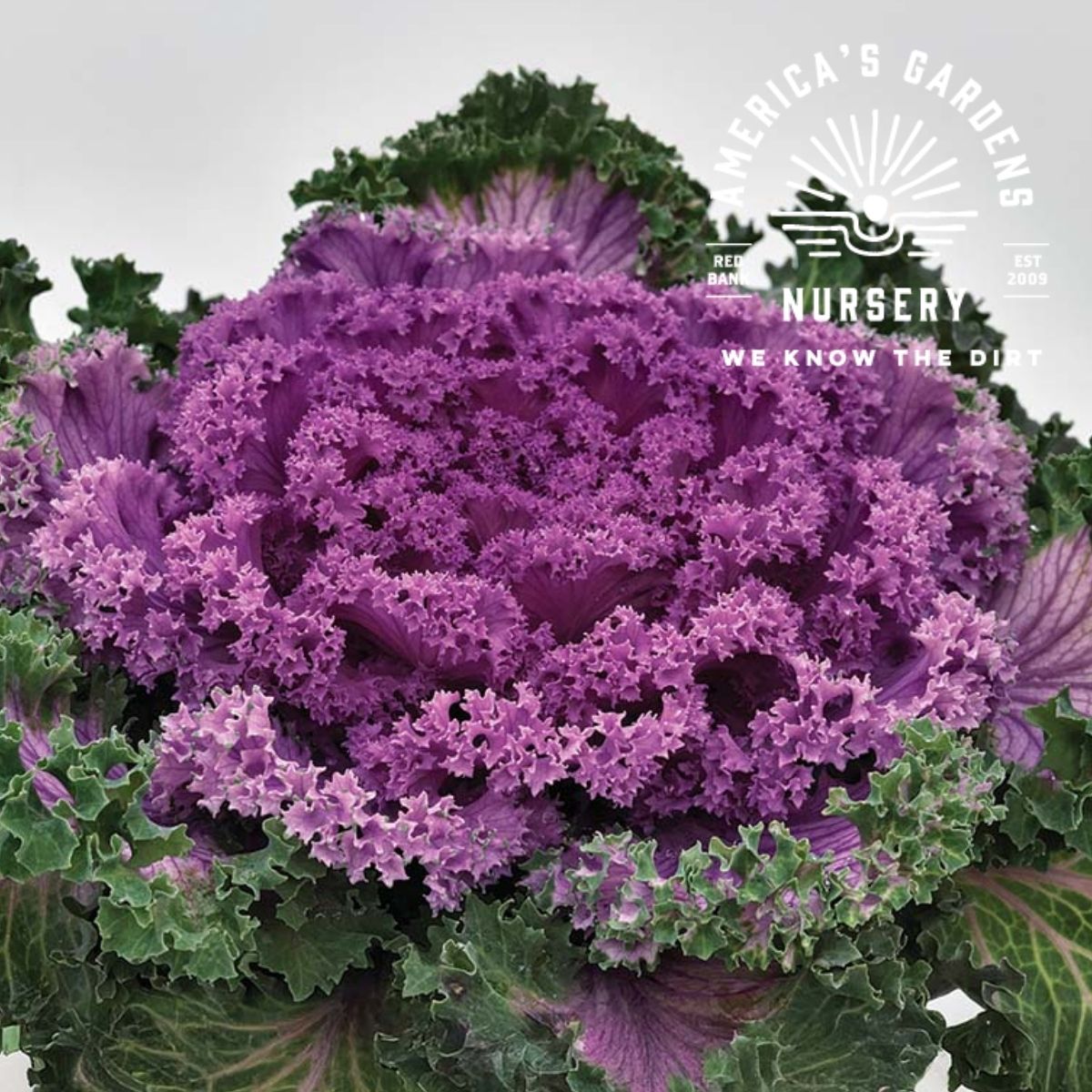 Kamome Bright Red Kale - America's Gardens Nursery