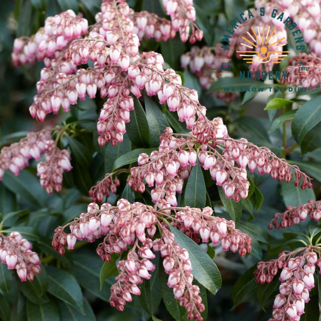 Katsura Pieris - America's Gardens Nursery