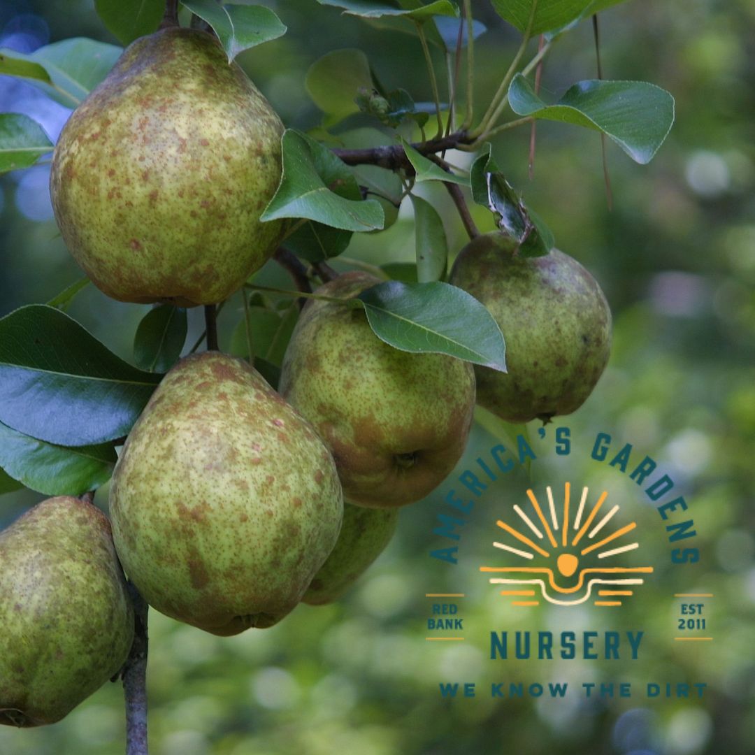Keiffer Pear Tree - America's Gardens Nursery
