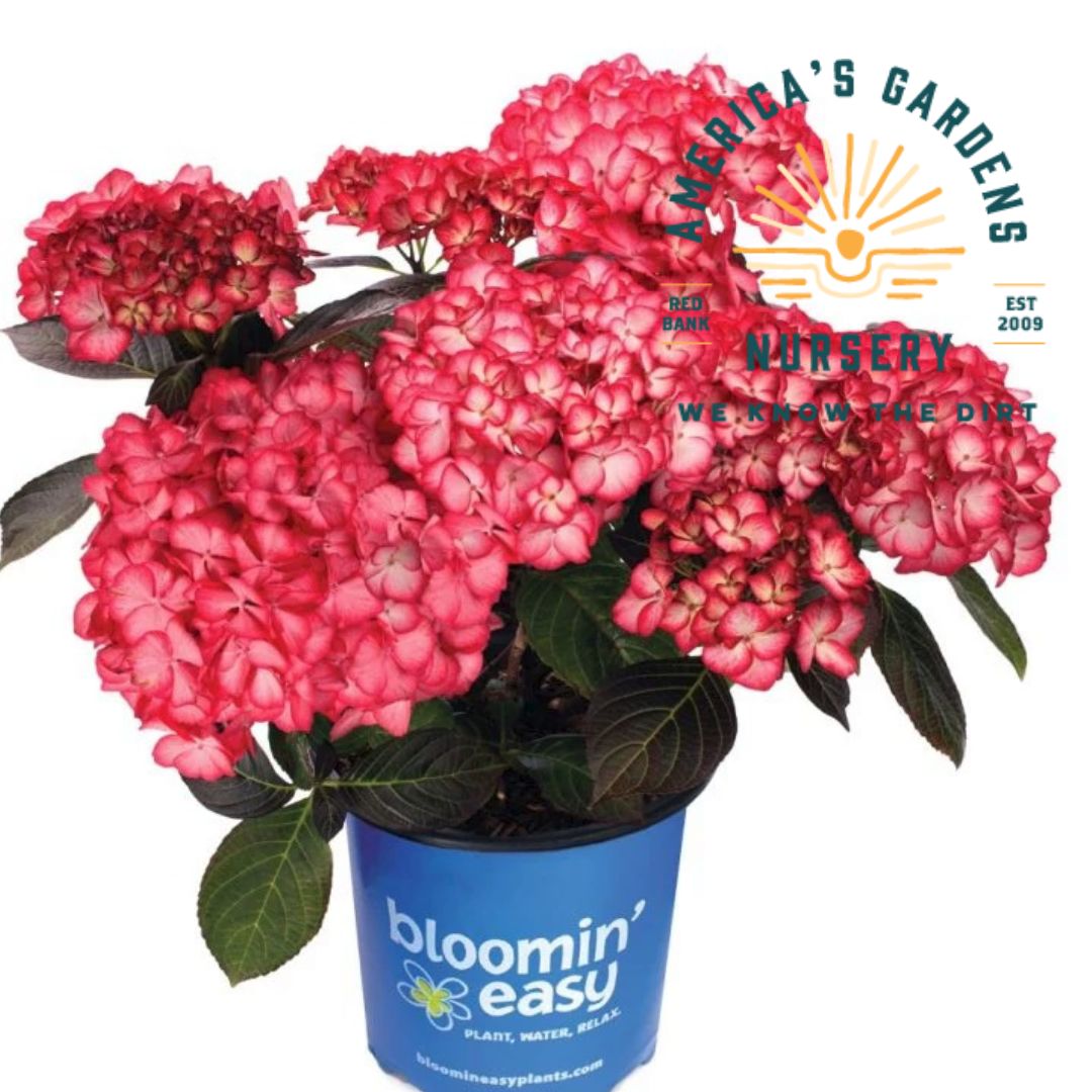 Kimono Hydrangea - America's Gardens Nursery