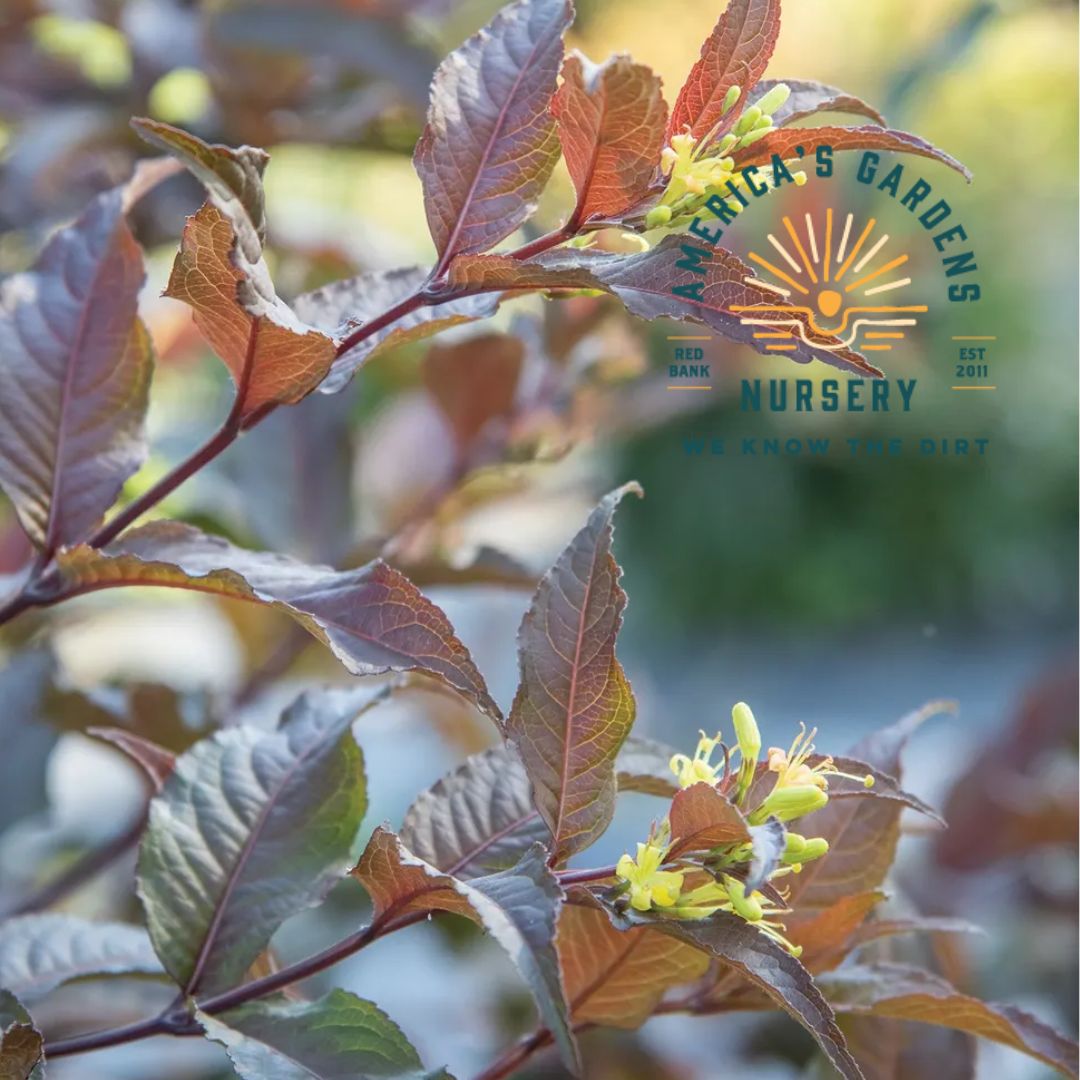 Kodiak Honeysuckle Bush - America's Gardens Nursery
