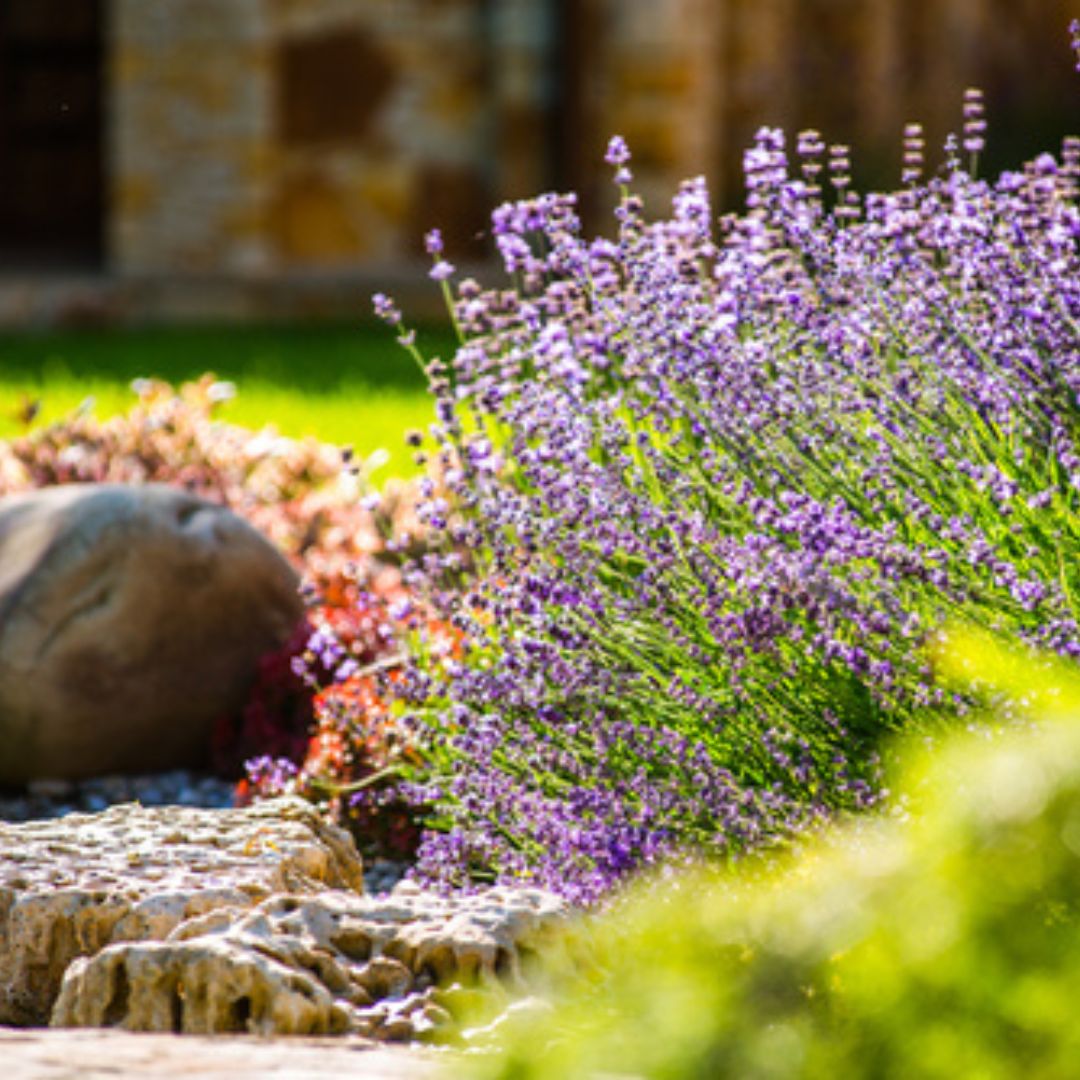 Landscape Design Consultation - America's Gardens Nursery