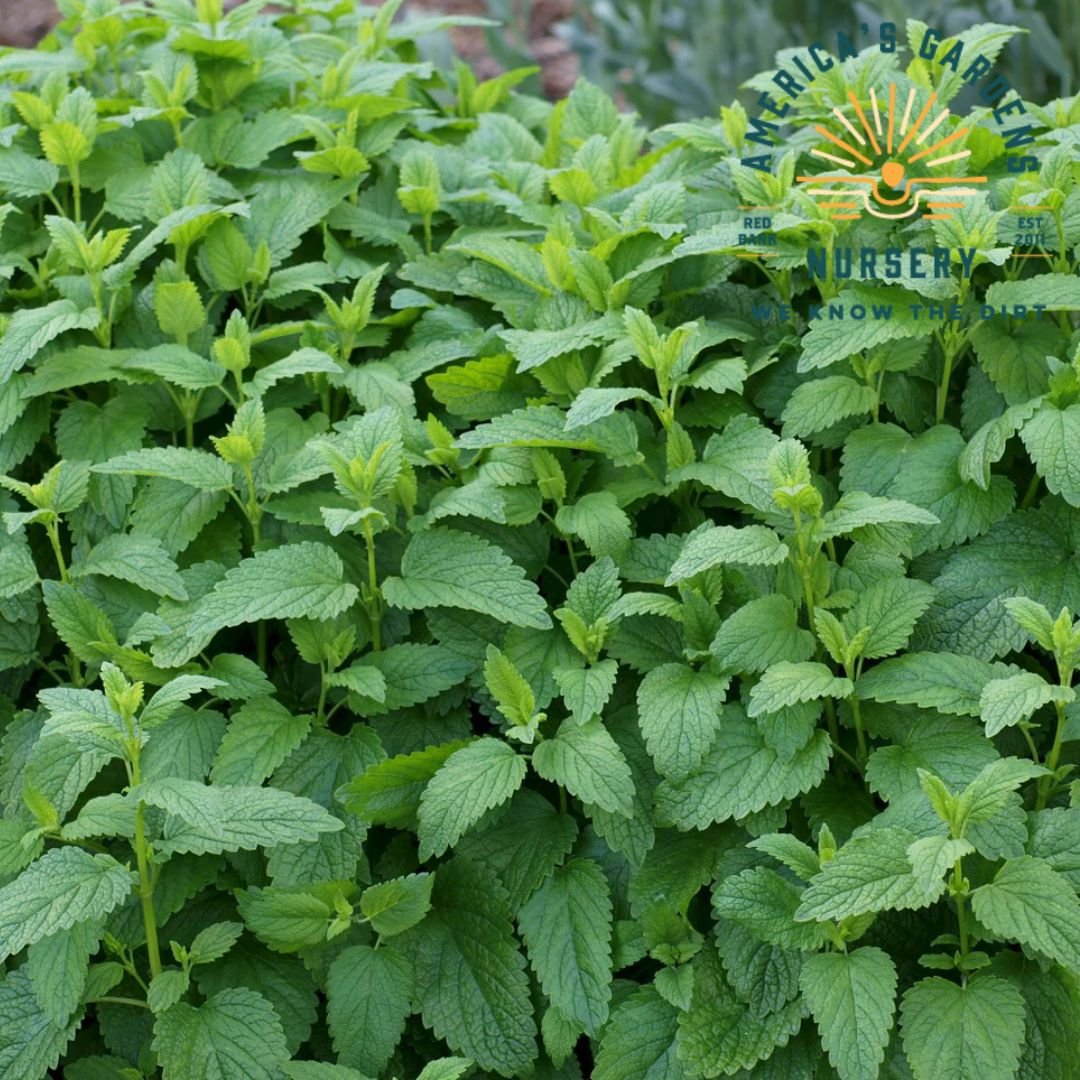 Lemon Balm - America's Gardens Nursery