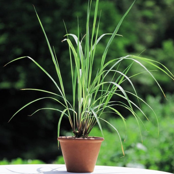 Lemongrass Plant