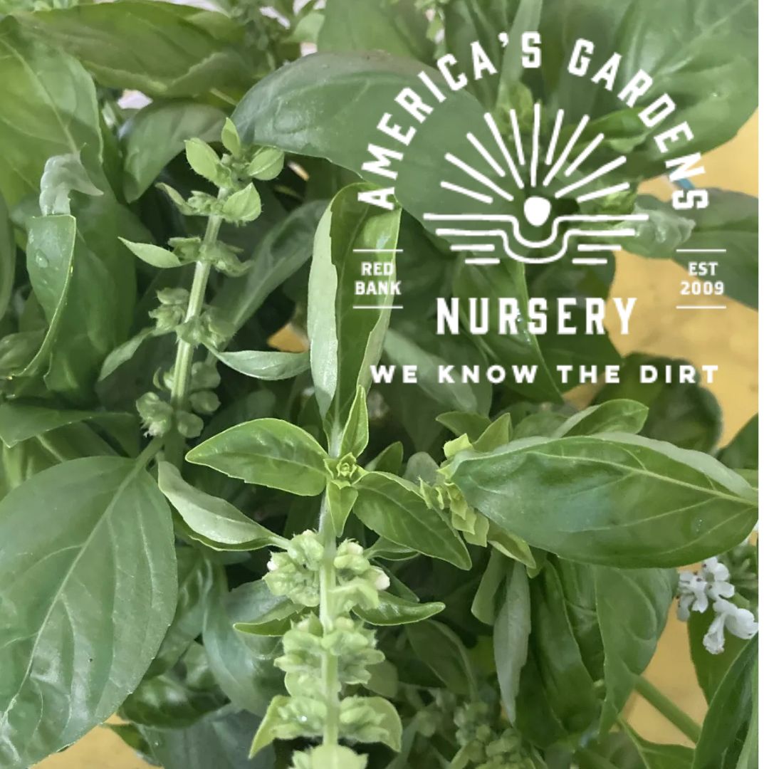 Lettuce Leaf Basil Plant - America's Gardens Nursery