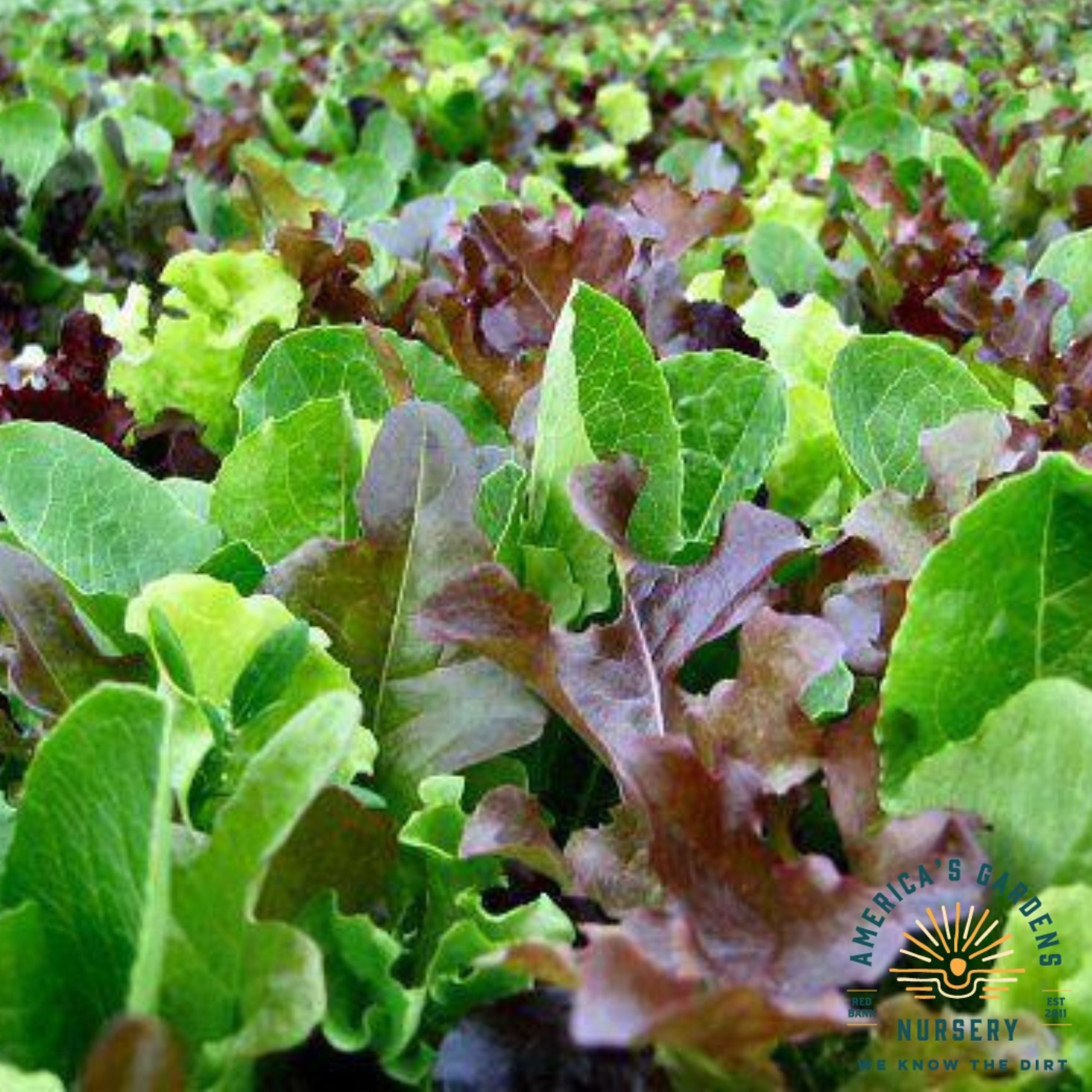 Lettuce Mesclun Blend - America's Gardens Nursery
