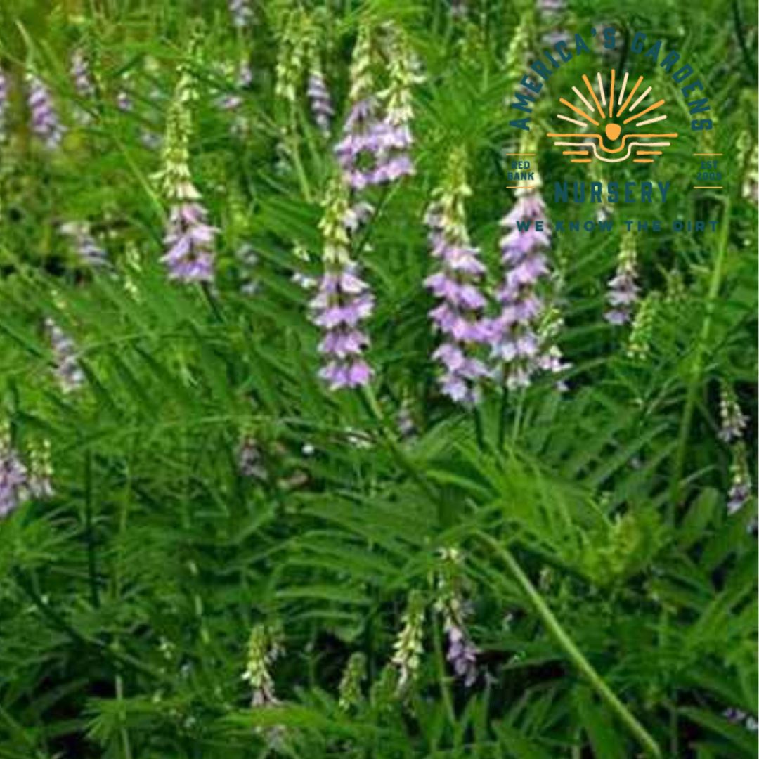 Licorice Plant - America's Gardens Nursery