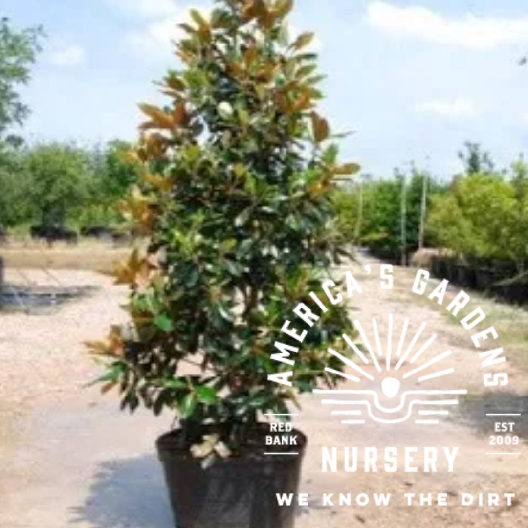 Little Gem Magnolia - America's Gardens Nursery