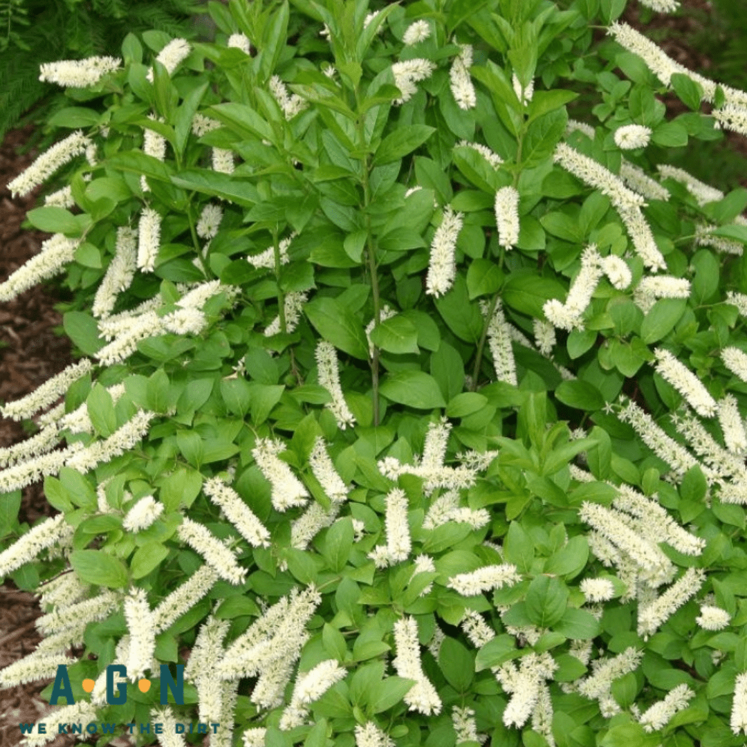 Little Henry Sweetspire - America's Gardens Nursery