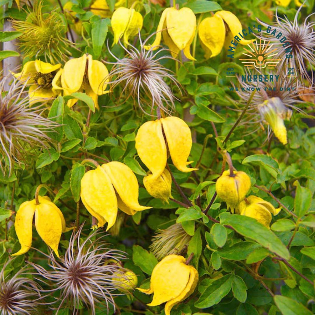 Little Lemons Clematis - America's Gardens Nursery