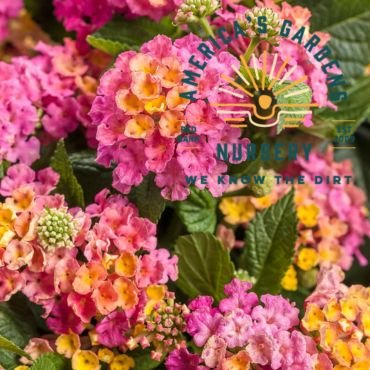 Little Lucky Lantana - America's Gardens Nursery